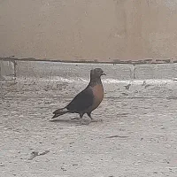 کبوتر نر ارشینگل