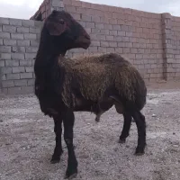 بره قوچی همو سرخ افشار
