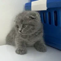 گربه اسکاتیش