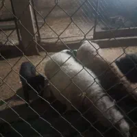 گوسفند