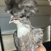 جوجه سلطان دوشاخ