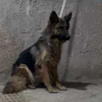 موبلند  ماده
