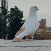پلنگ سیاه نر
