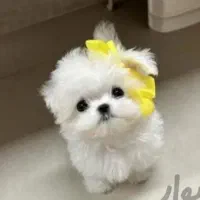 پاپی فنجونی ریزریز