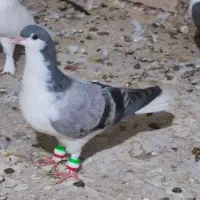 دوبال شامی
