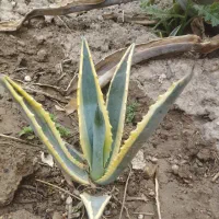 خورشیدی وپاندانوس معاوضه