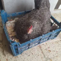 فروش یک عدد مرغ کرچ گلین