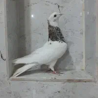 کفتر|پرنده|شیراز, گچی|دیوار
