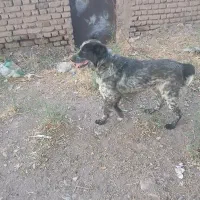 سگ قدر جانی نگهبان