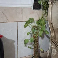تعدادی گل و گلدان