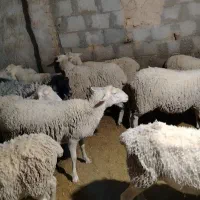 میش لاکن، رومانوف، لاروف