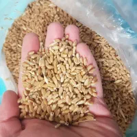 فروش ۶۰۰ کیلو گندم دیم