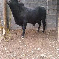 ورزا کوله چالوسی