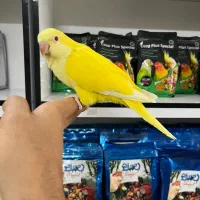 انواع طوطی جوجه های سرلاکی ودونخور دستی وسخنگو