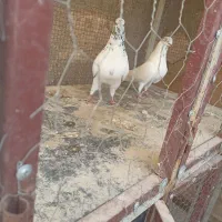 کبوتر
