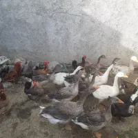 فروش غاز