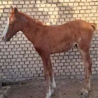 اسب عرب در شادگان الفلاحیه