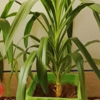 گل طبیعی|گل و گیاه طبیعی|لردگان, |دیوار