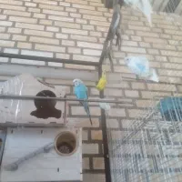 فروش پرنده عروس هلندی