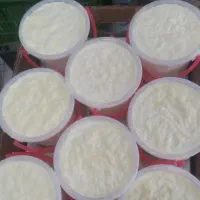 ماست گاوی پرچرب