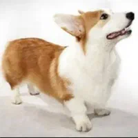 سگ پاپی پمبورک