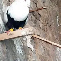 نر ماده دمبی کلکسیونی زیر خاکی