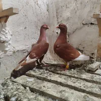 کبوتر|پرنده|برازجان, |دیوار