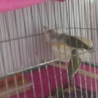 جفت‌ بنگالی‌ پرستار