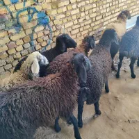 گوسفند زنده پروار شده قربانی