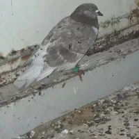 سبز پولکی کفت