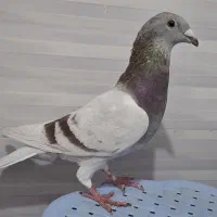 کبوتر ماده غوره ای پیازی (شیشه ای)
