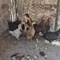 جوجه