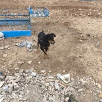 واگذاری سگ دوبرمن