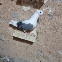 ماده یه کتی