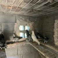 پرنده