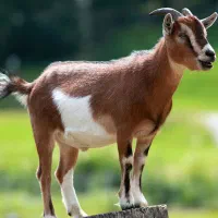 گوسفند