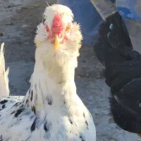 تخم نطفه دار و جوجه گلین