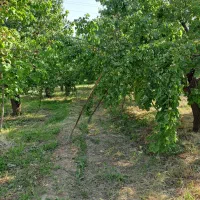 فروش میوه باغ زردآلو