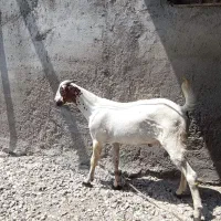 فروش کهره تالی