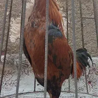 دو عدد خروس لاری
