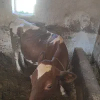 گاو