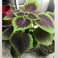 گل طبیعی گل زنده