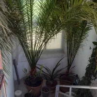 نخل فینیکس ارتفاع ۴ متر