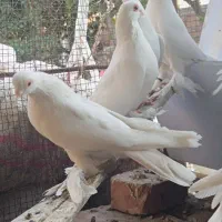 لوطی|پرنده|خسروشاه, |دیوار