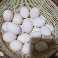 تخم مرغ محلی