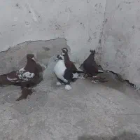 کبوتر الوان