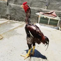 مرغ و خروس لاری