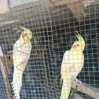 عروس لوتینو نر