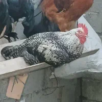 خروس نژاد آمروک
