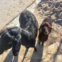 یک راس گوسفند بردار قرا قزل